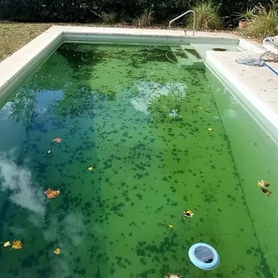 Piscina con algas y hojas antes de la recuperación profesional.